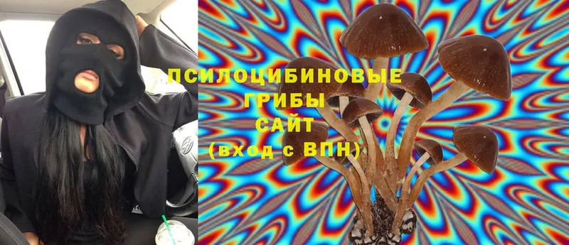 blacksprut ссылки  Любим  Галлюциногенные грибы Psilocybe 